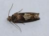 Epinotia immundana